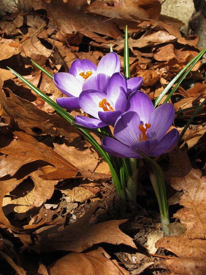 Early Spring-- the Crocus Photograph by John Scates