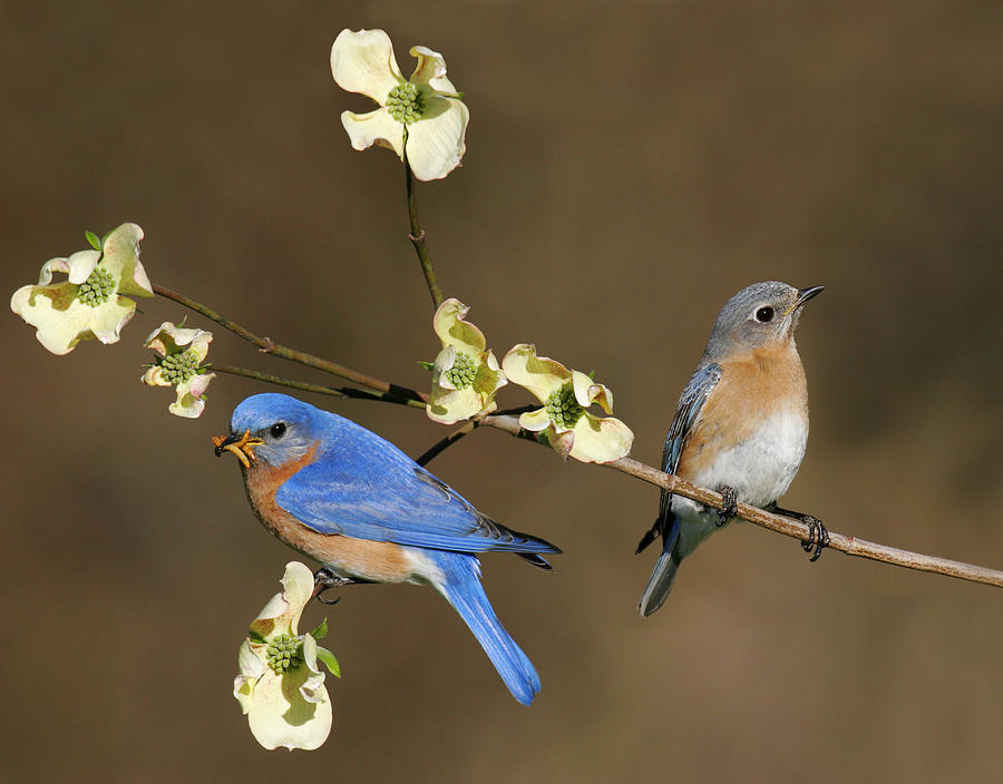 Eastern Bluebird Pair #2 Photograph by James Zipp