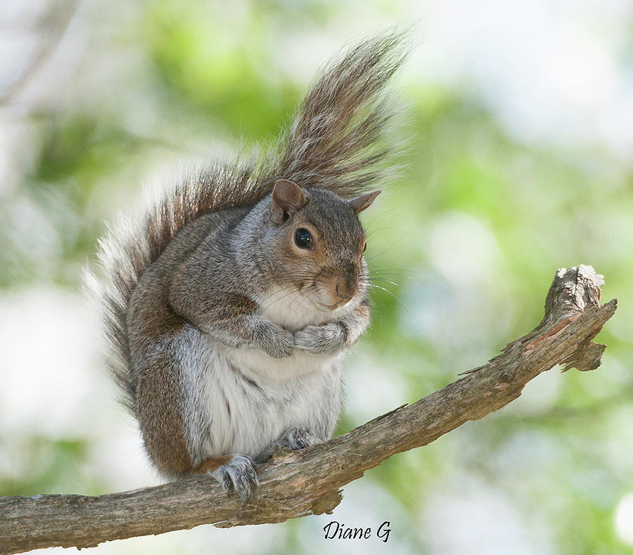 Eastern Grey Squirrel #2 Photograph by Diane Giurco