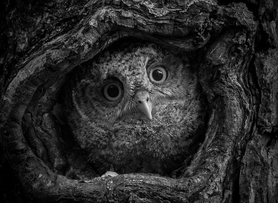 Eastern Screech Owl #2 Photograph by Davidhx Chen