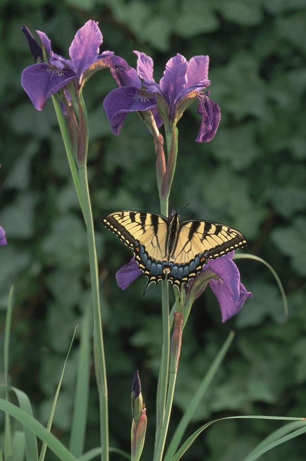 Eastern Tiger Swallowtail On Iris #2 Photograph by Michael Lustbader