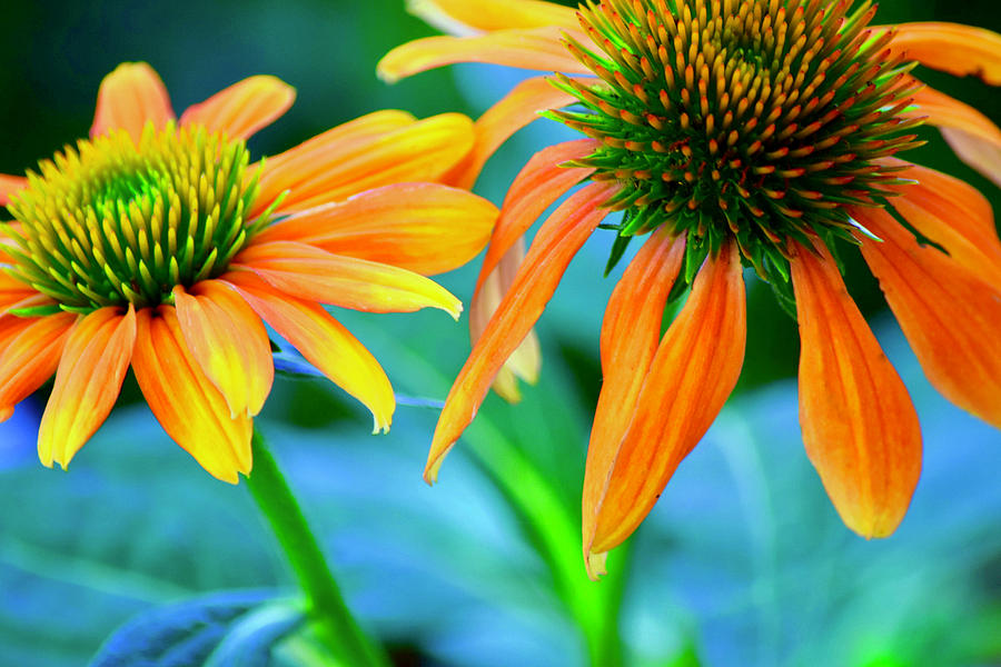 Echinacea Photograph by Bonnie Bruno