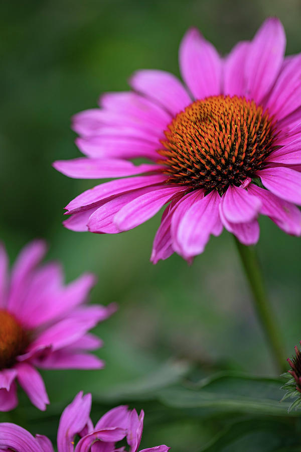 Echinacea Flowers Outside #2 Photograph by Eising Studio