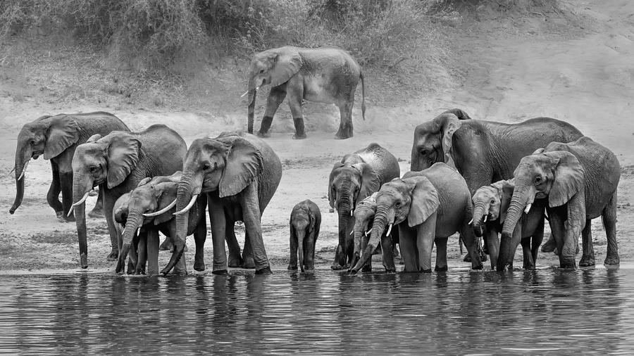 Elephant Family #2 Photograph by Jun Zuo