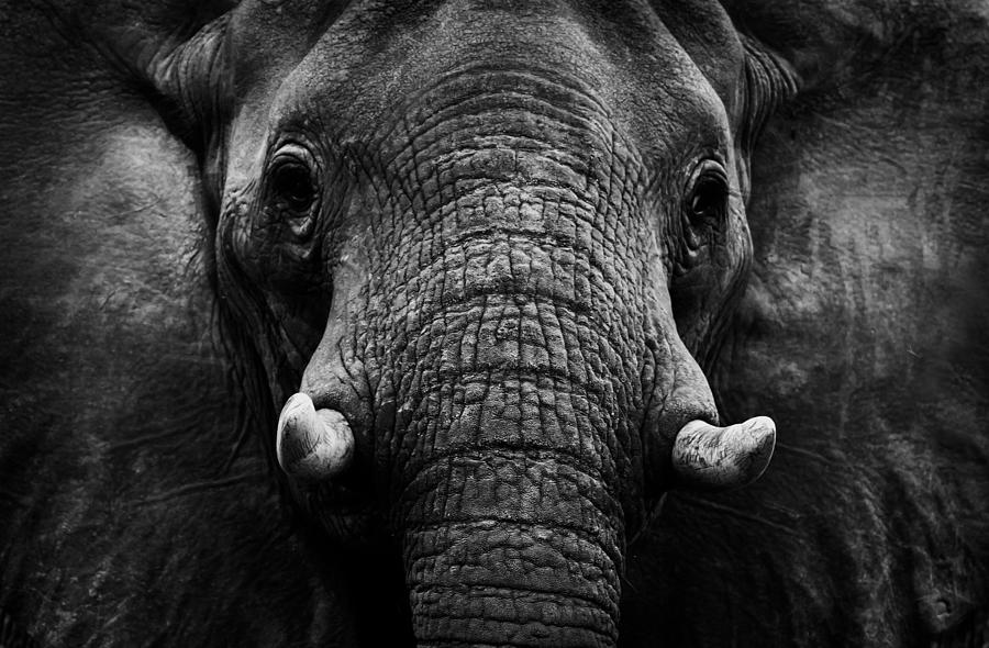 Elephant #2 Photograph by Wildphotoart
