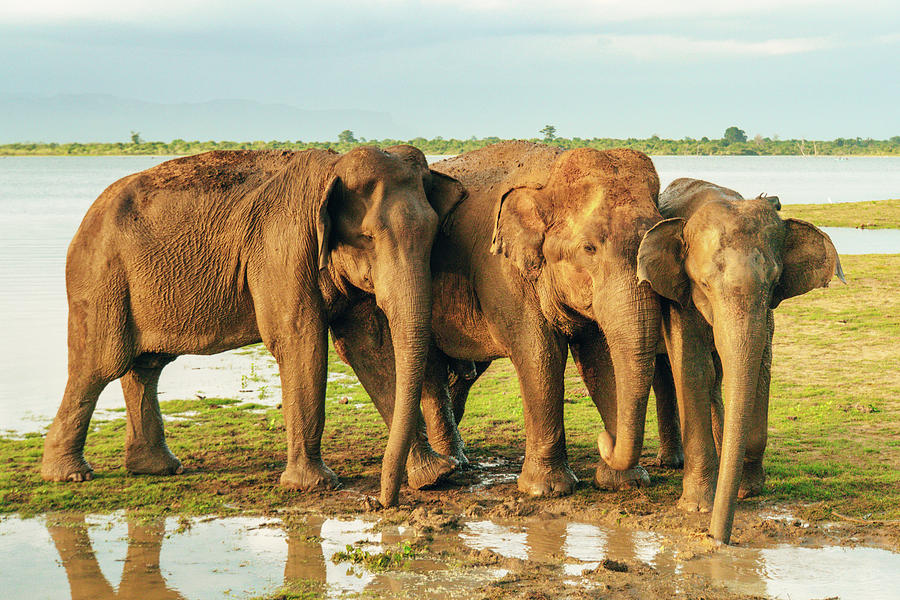 Elephant Photograph - Elephants - Three Best Friends 2 by Max Blumenthal Elephant Photograph - Elephants - Three Best Friends 2 by Max Blumenthal