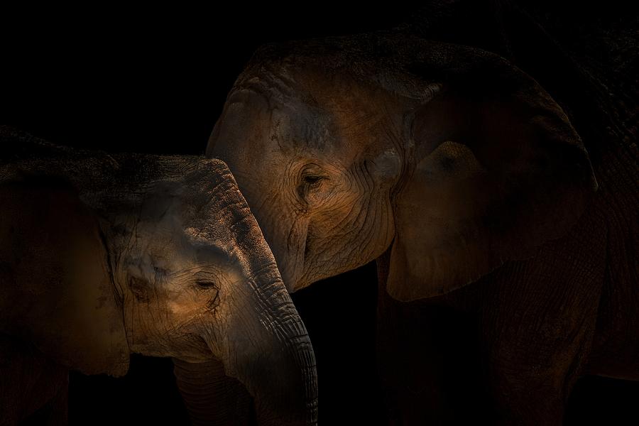 Elephants #2 Photograph by Vitor Martins