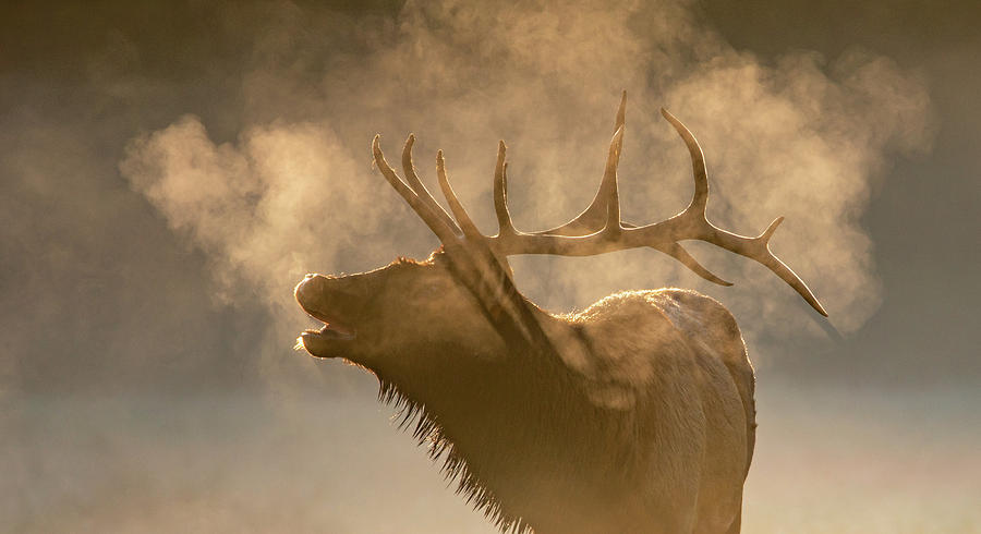 Bugling Bull Elk Photograph by Marcy Wielfaert