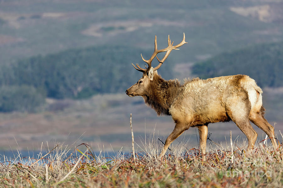 Elk #2 Photograph by Mariusz Blach - Pixels