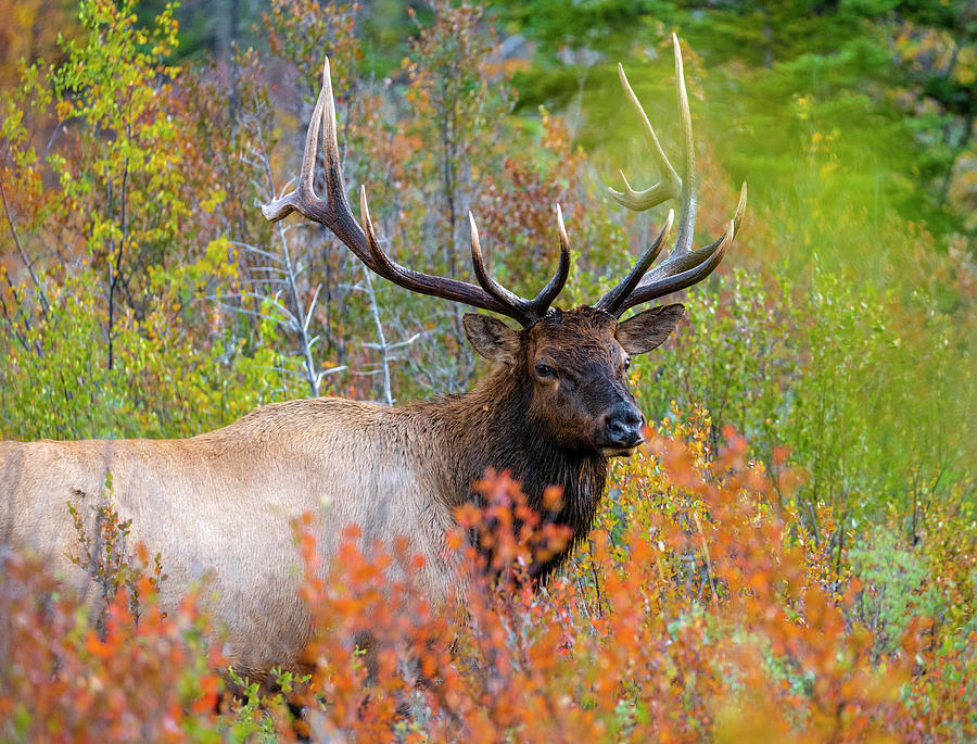 Elk Or Wapiti Cervus Canadensis Photograph by Michael Lustbader - Fine ...