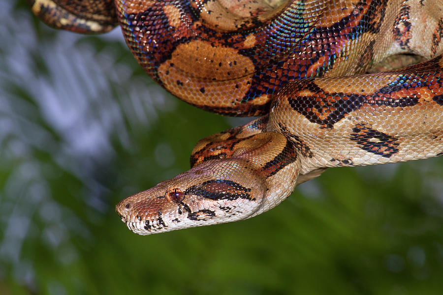 Emperor Boa Hanging In A Tree Photograph by Ivan Kuzmin - Fine Art America