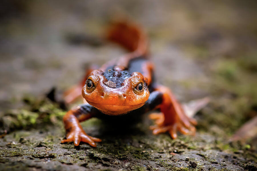 Emperor Newt Gaoligong Mountains National Nature Reserve #2 Photograph ...