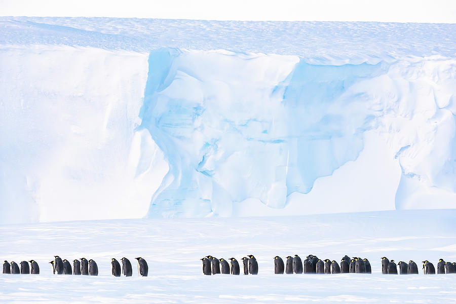 Emperor Penguin Breeding Colony, Atka Bay, Antarctica Photograph by