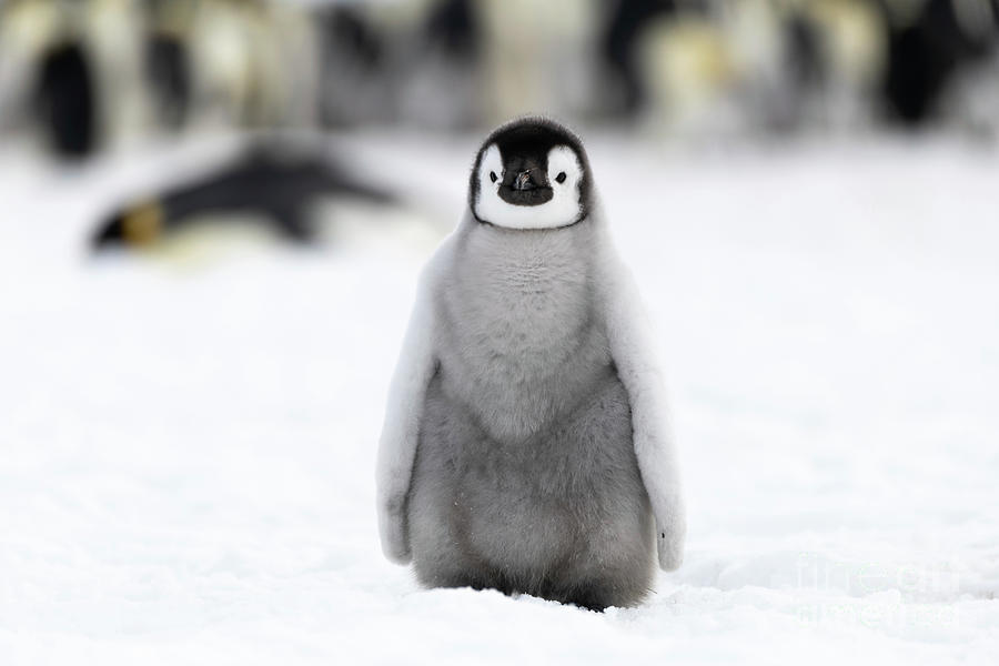 Nature Photograph - Emperor Penguin Chick #2 by Dr P. Marazzi/science Photo Library