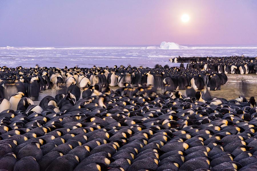 Emperor Penguin Males Incubating Eggs, Atka Bay, Antarctica Photograph