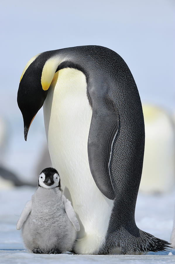 Пингвин императорский фото с человеком