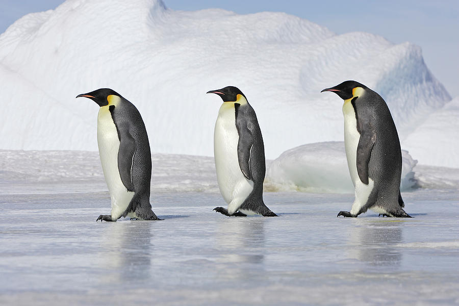 Emperor Penguin #2 Photograph by Sylvain Cordier