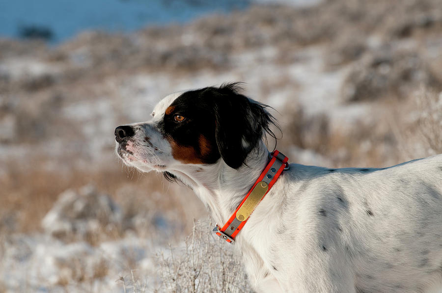 English Setter On Point #2 Photograph by William Mullins