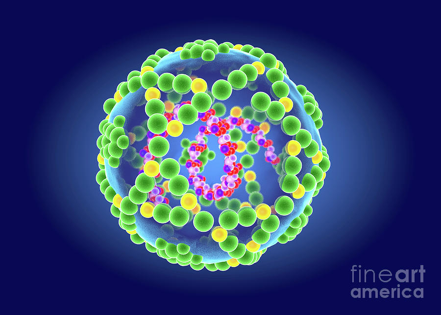 Enterovirus Structure #2 by Roger Harris/science Photo Library