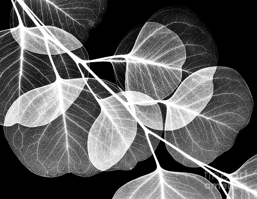 Eucalyptus Leaves #2 Photograph by Albert Koetsier X-ray/science Photo Library