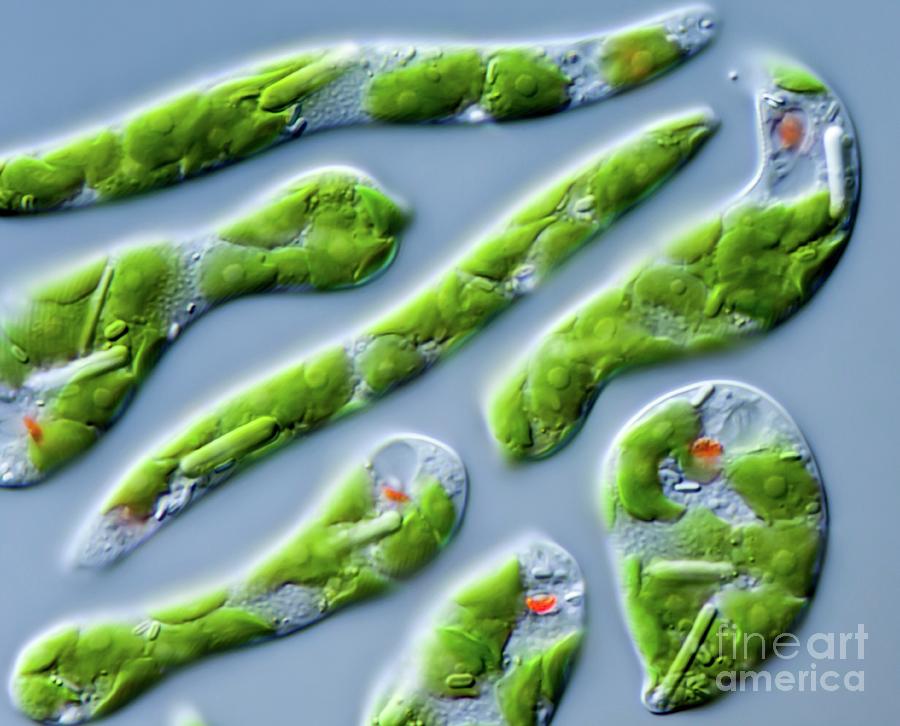 Euglena Intermedia Protist #2 Photograph by Gerd Guenther/science Photo Library