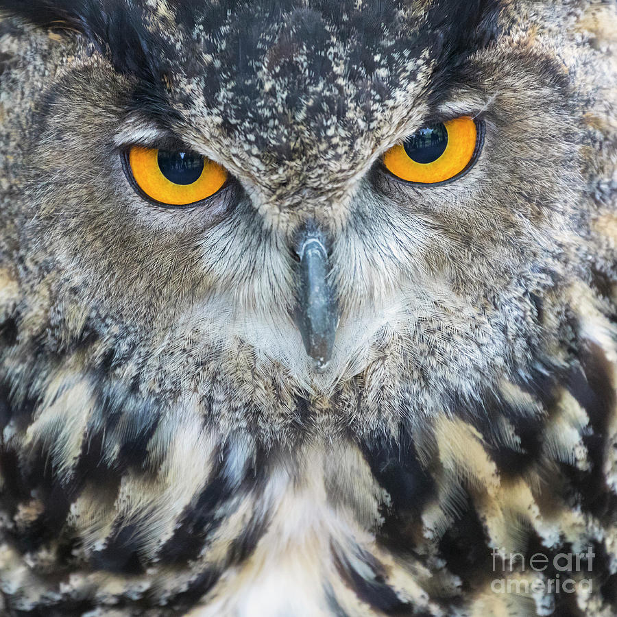 Eurasian Owl, Or Eurasian Eagleowl, Bubo Bubo Painting by Ken Welsh