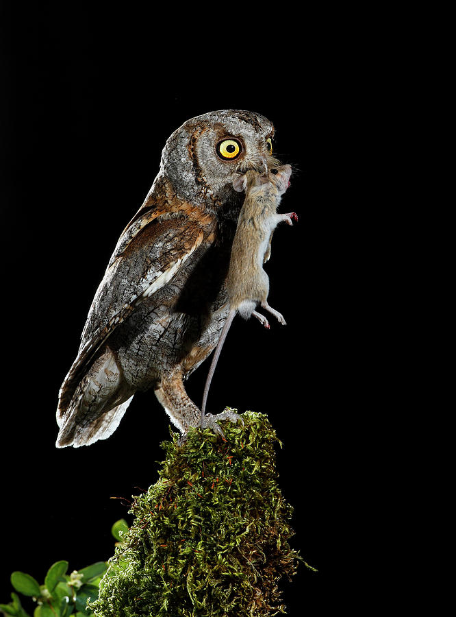 Eurasian Scops Owl With Prey Photograph By Mario Cea Sanchez