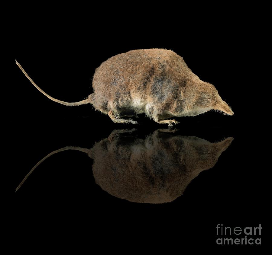Eurasian Water Shrew #2 Photograph by Natural History Museum, London/science Photo Library