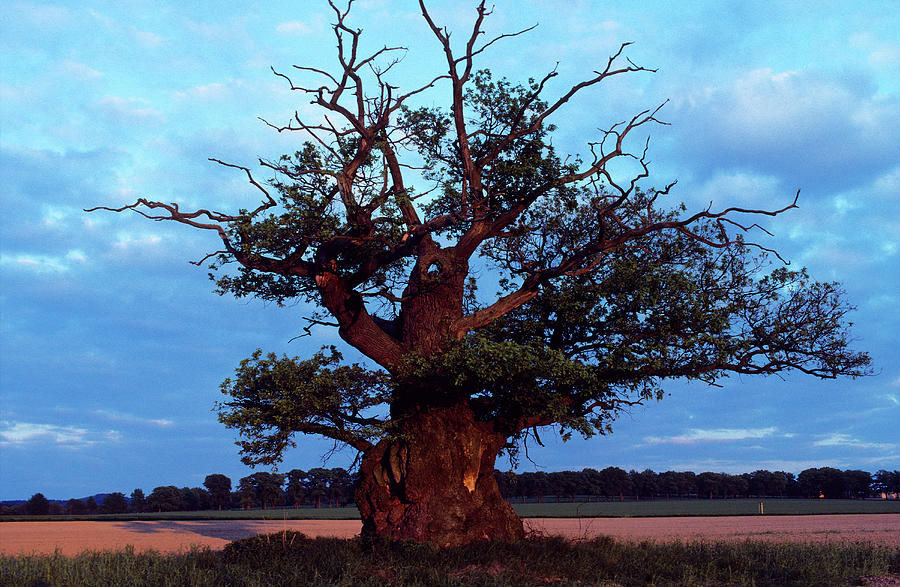 Europe, Germany, Hesse, Oak Tree In Reinhardswald #2 Photograph by H.& D. Zielske