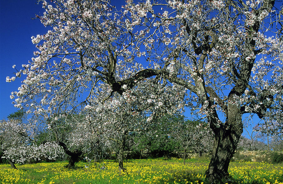 Europe, Spain, Majorca, Near Selva, Bloomy Almond Trees #2 Photograph by H.& D. Zielske