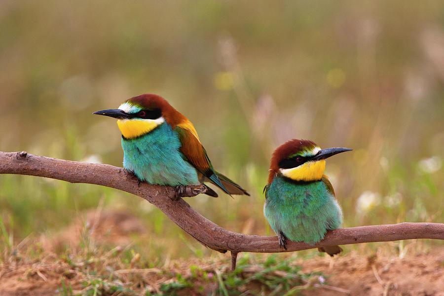 European Bee-eater Digital Art by Ugo Mellone - Fine Art America