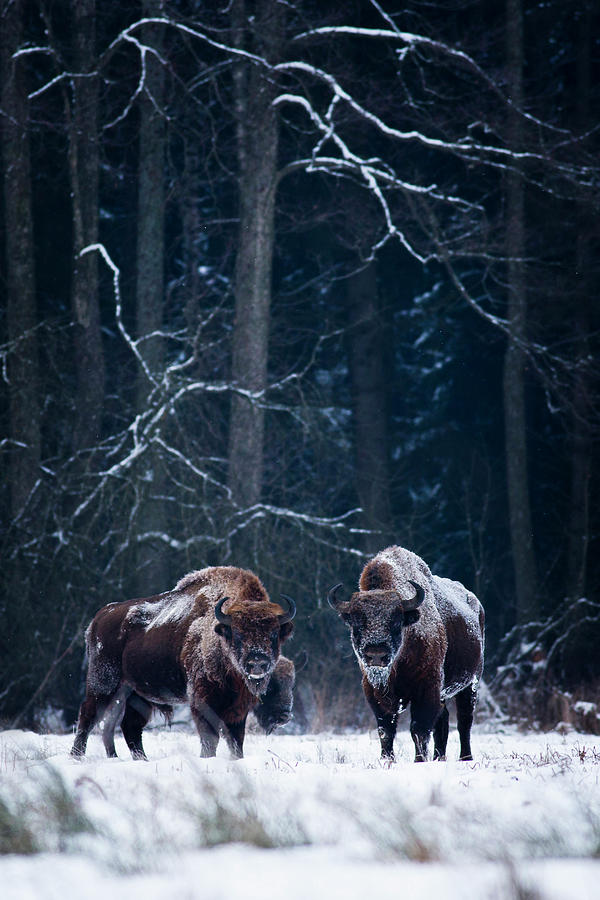 European Bison In Winter, Bialowieza National Park, Poland. #2 Photograph by Mateusz Piesiak / Naturepl.com European Bison In Winter, Bialowieza National Park, Poland. #2 Photograph by Mateusz Piesiak / Naturepl.com