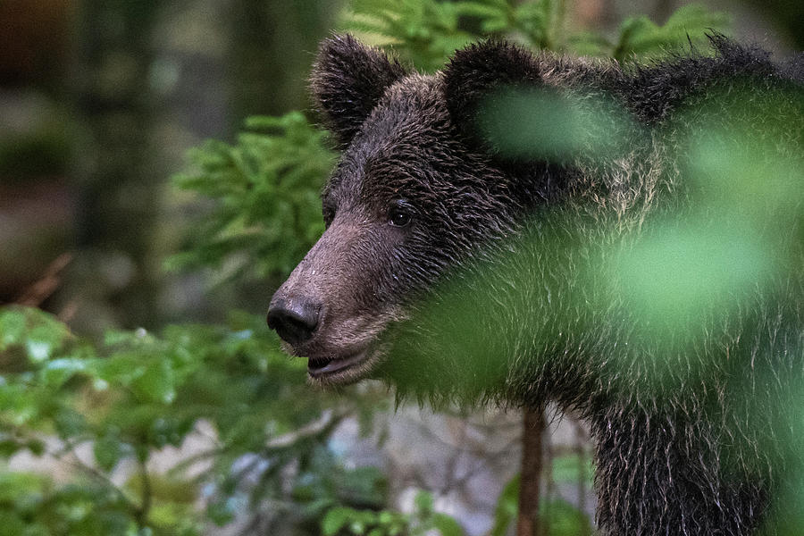 European Brown Bear, Ursus Arctos In The Notranjska Forest In Slovenia ...