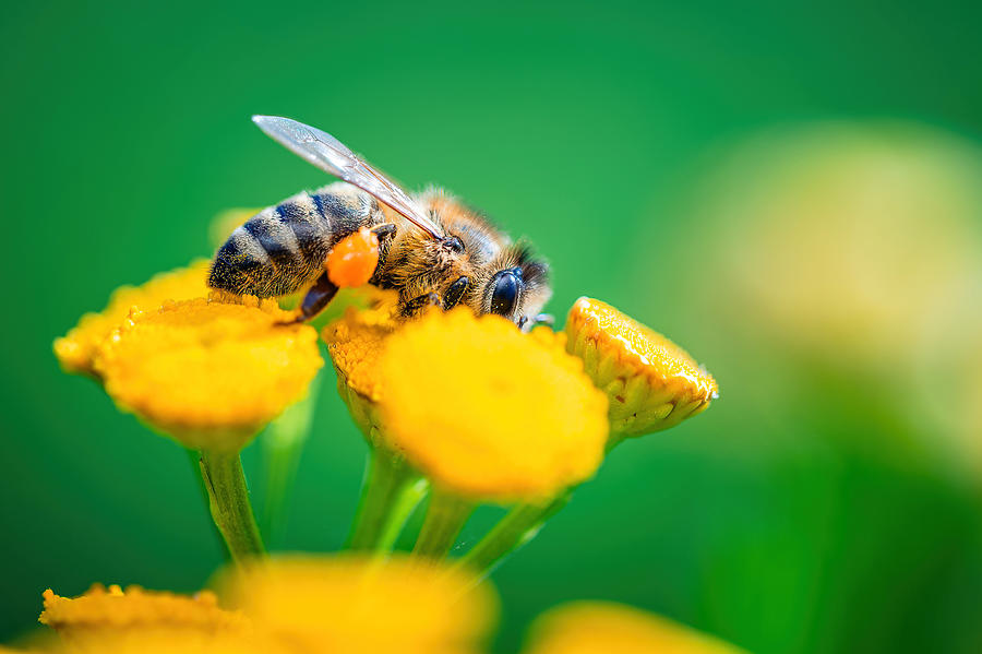 European Honey Bee (apis Mellifera) #2 Photograph by Jan Rozehnal