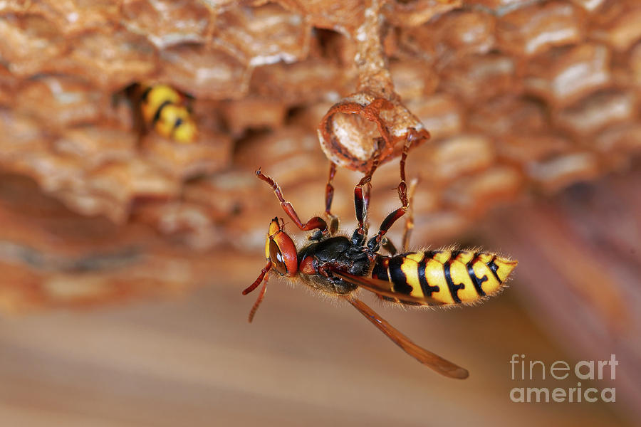Nature Photograph - European Hornet #2 by Heiti Paves/science Photo Library