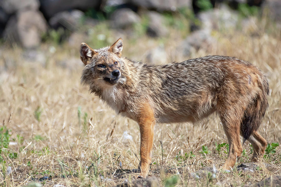 European jackal - Canis aureus moreoticus #13 Photograph by Jivko Nakev