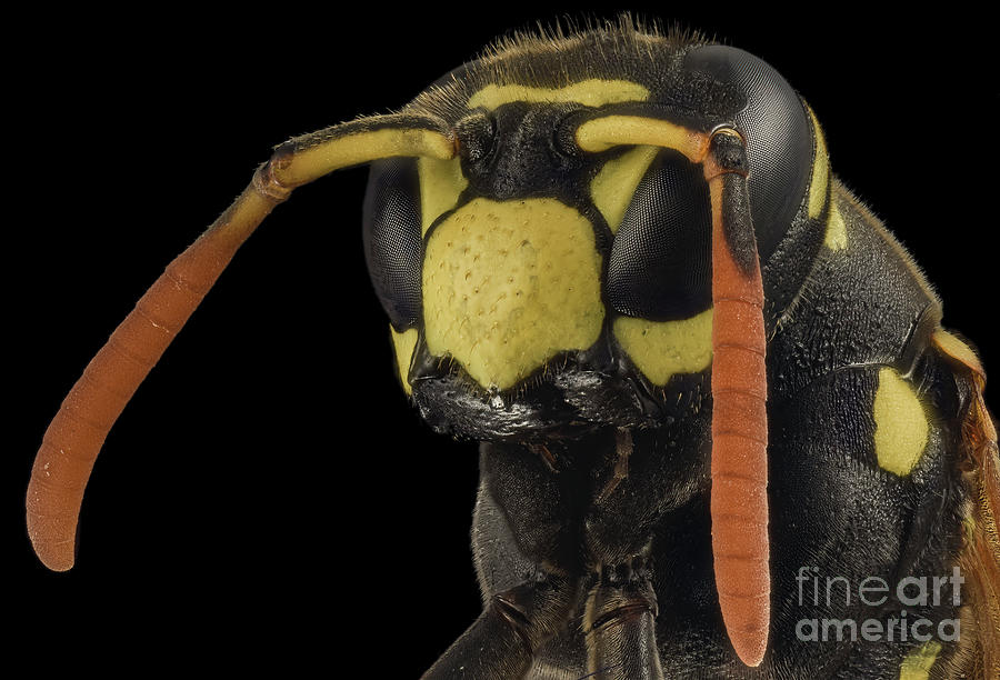 Wildlife Photograph - European Paper Wasp Head #2 by Laguna Design/science Photo Library