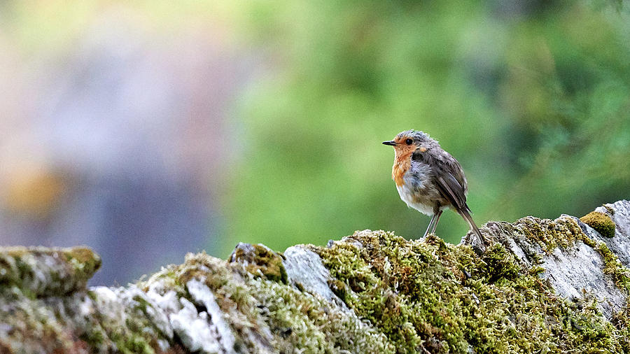 European Robin Erithacus Rubecula by Pablo Avanzini European Robin Erithacus Rubecula by Pablo Avanzini