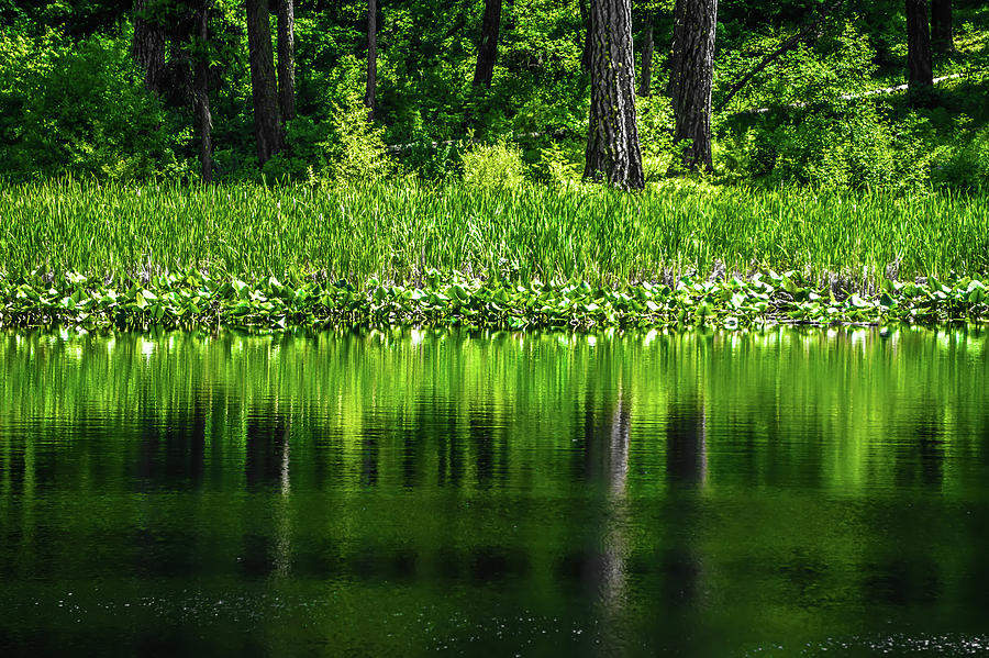 Evergreen Forest Reflecting In Lake #2 Photograph by Alex Grichenko