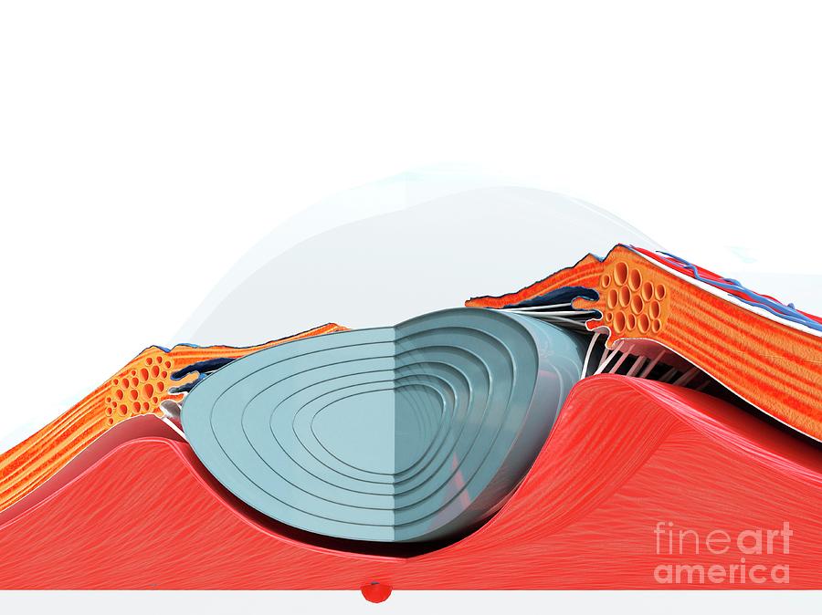 Eye Anatomy #2 Photograph by Sebastian Kaulitzki/science Photo Library