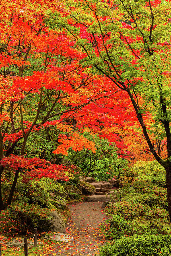 Fall at Seattle Japanese Garden #1 Digital Art by Michael Lee