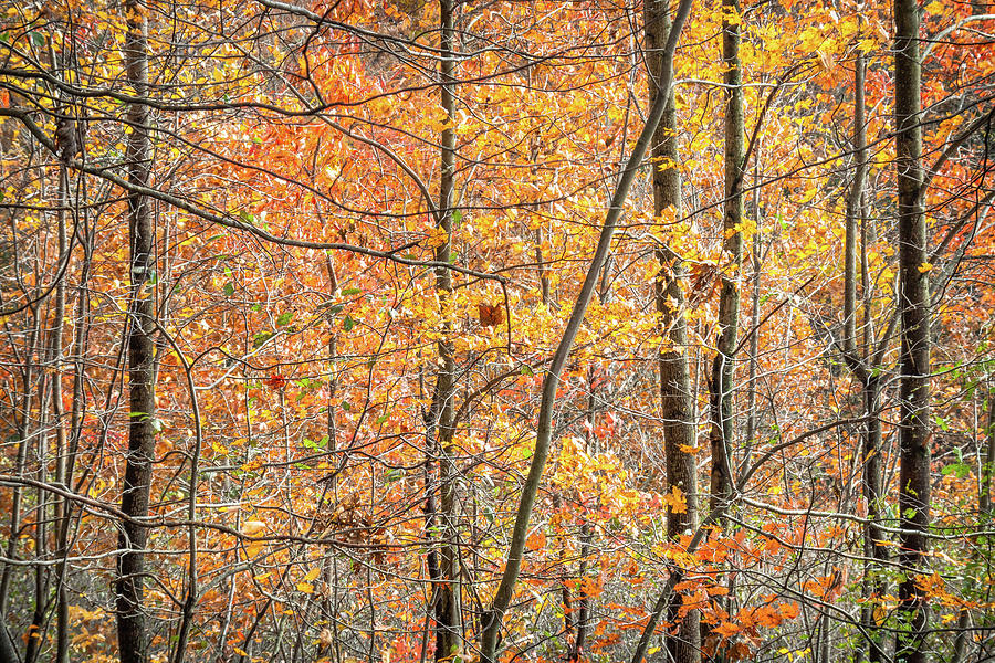 Fall At West Virginia Botanical Gardens Photograph By Steve Konya Ii