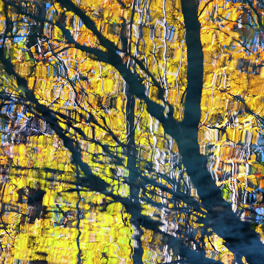 Fall Colors - Abstract Nature #3 Photograph by Shankar Adiseshan