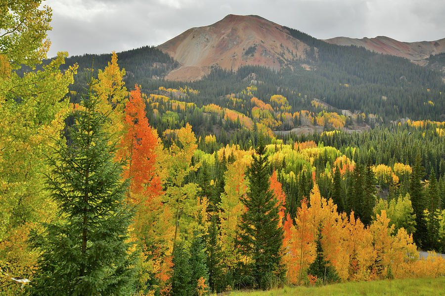 Fall Colors at Red Mountain Pass #2 Photograph by Ray Mathis