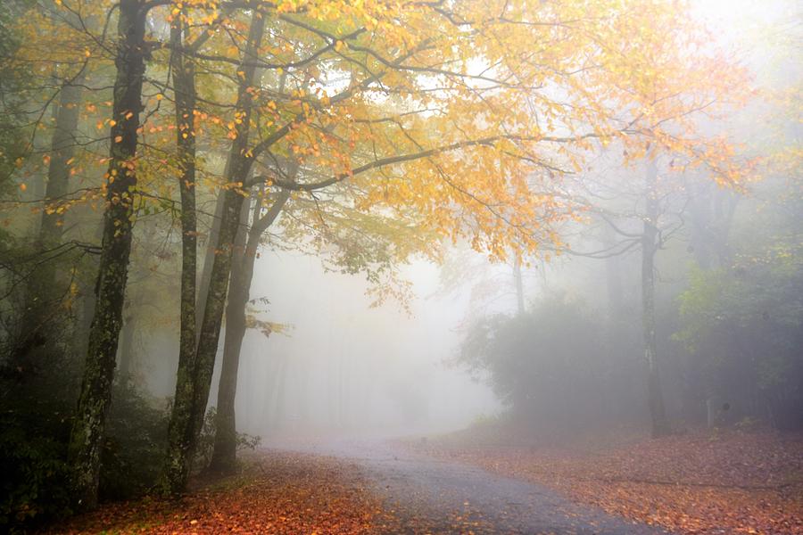 Fall Foliage Fog Photograph by Kristi Phillips - Fine Art America