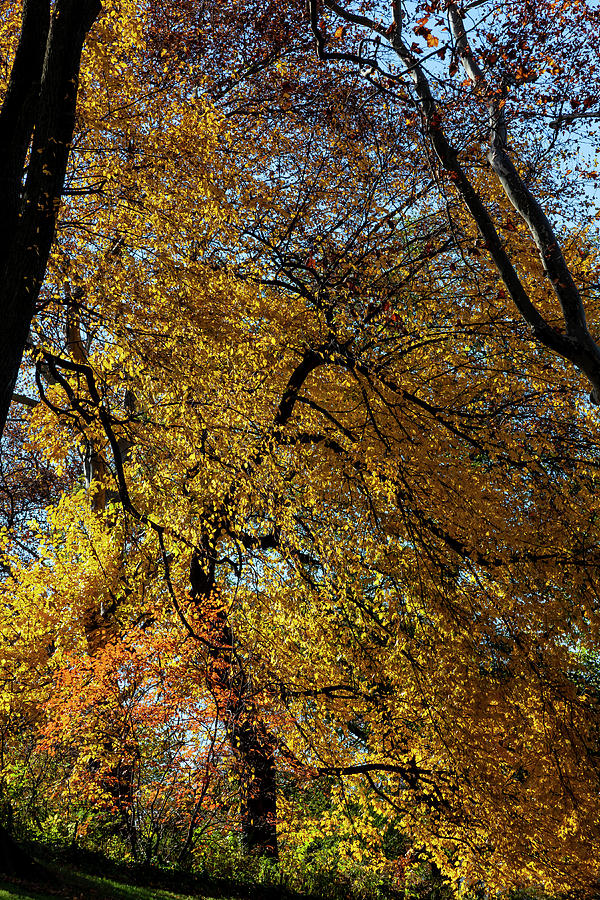 Fall Leaves and Trees #2 Photograph by Robert Ullmann