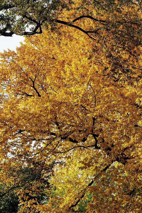 Fall Trees and Leaves #2 Photograph by Robert Ullmann