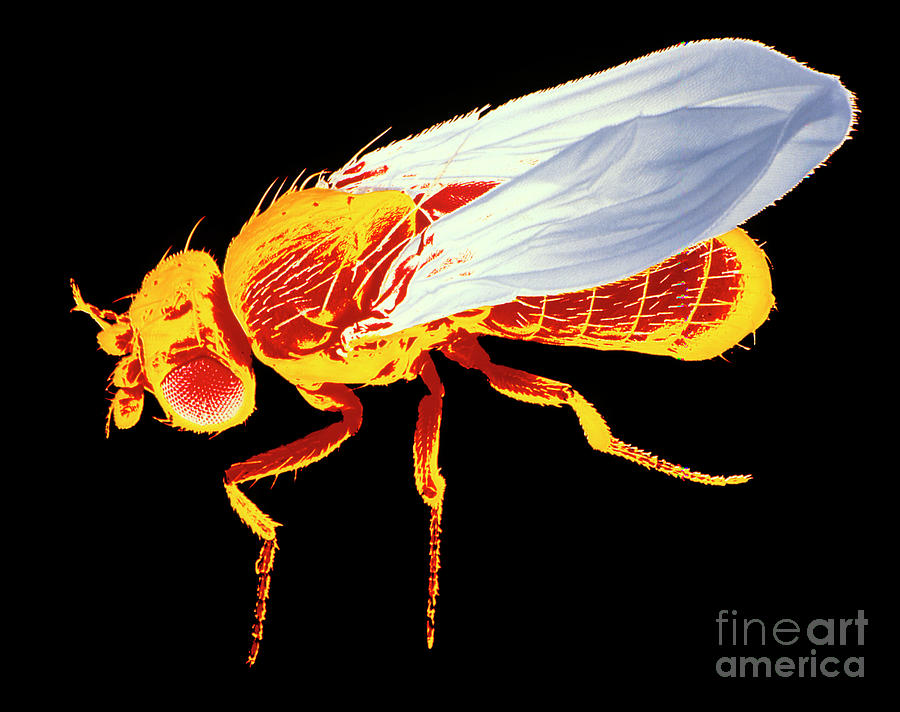 Wildlife Photograph - False-col Sem Of Fruit Fly #2 by Dr Jeremy Burgess/science Photo Library
