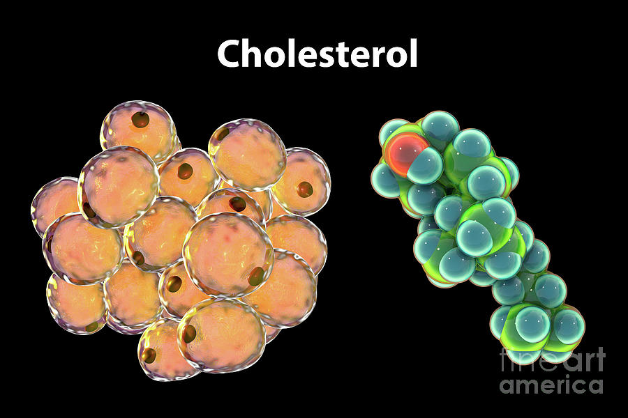 Fat Adipose Cells And Molecule Of Cholesterol Photograph By Kateryna Konscience Photo Library 