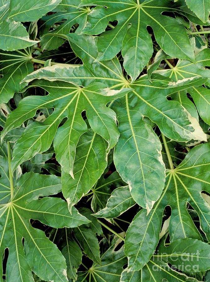 Fatsia Japonica Variegata Photograph by Geoff Kidd/science Photo ...